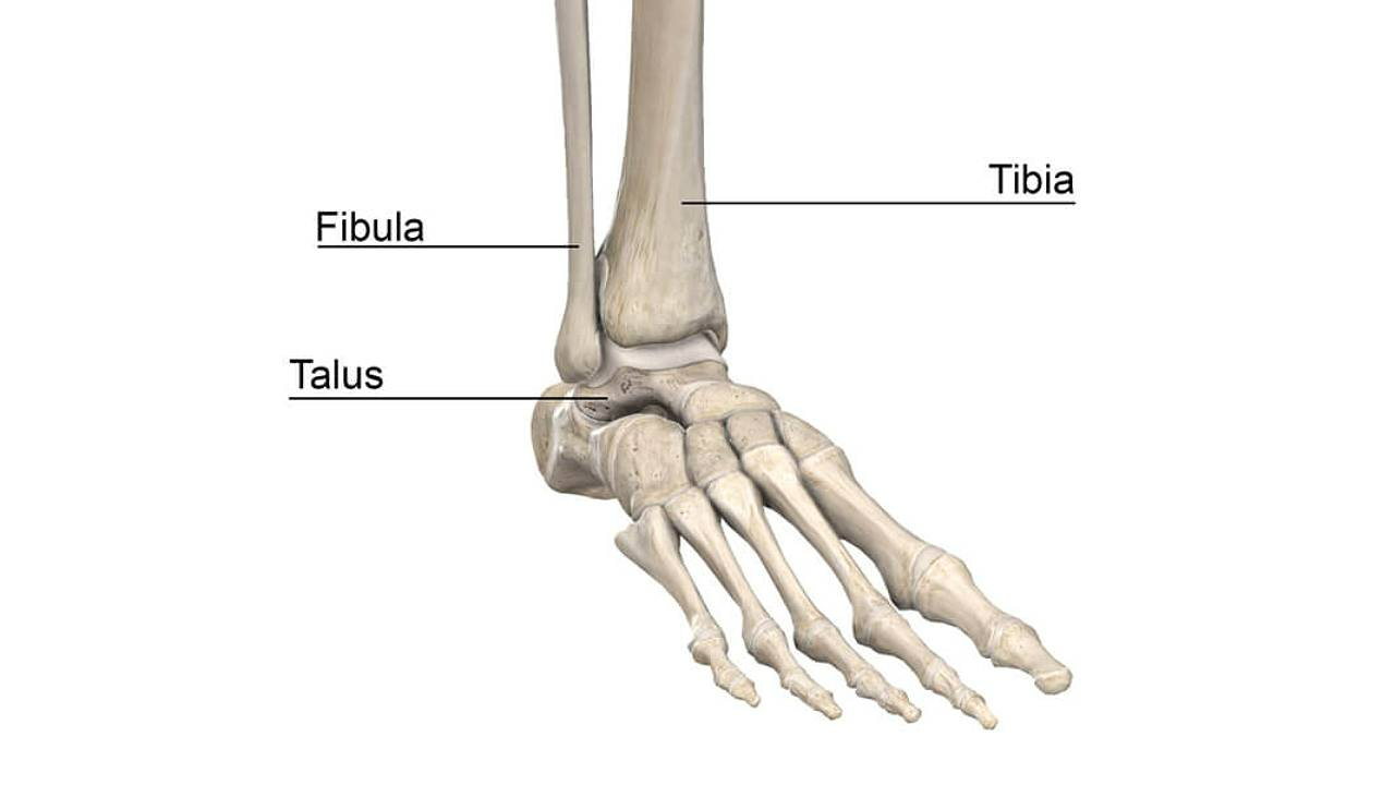 Healthy ankle joint