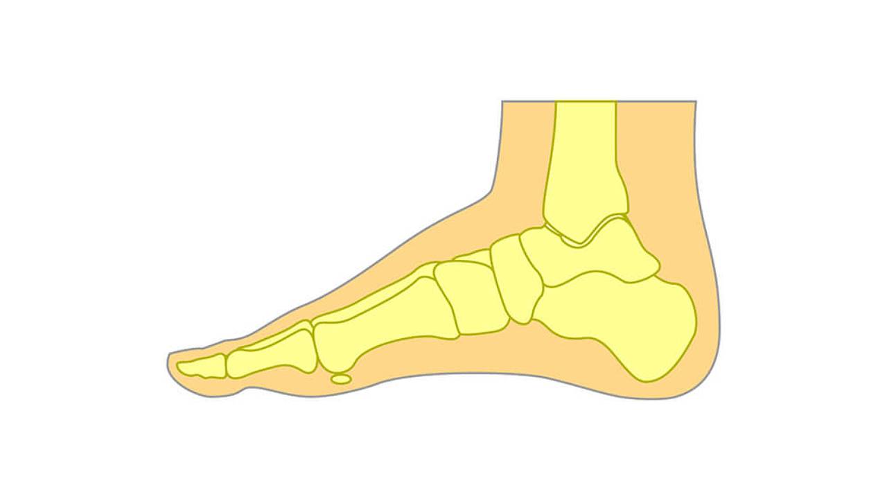 Normal Foot